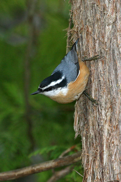 Red-breasted Nuthatch © Russ Chantler